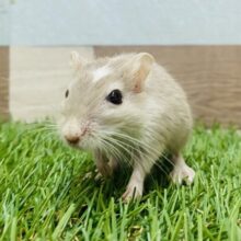 惚れちゃうこと間違いなし❗️じーっと見つめられちゃうカラージャービル男の子🌟