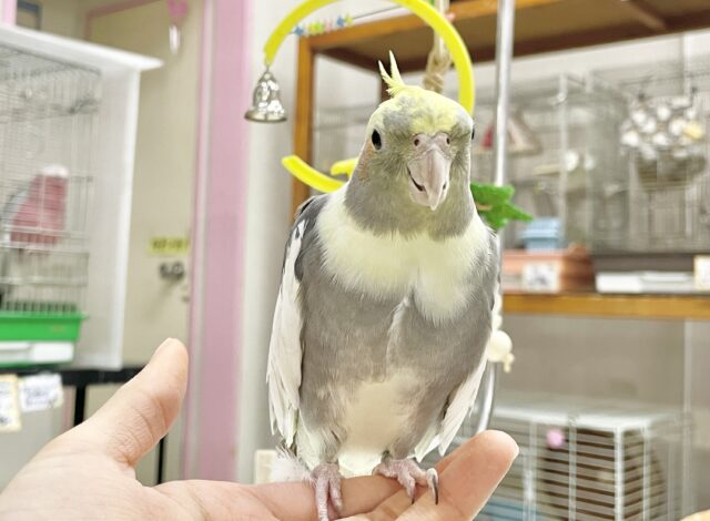 オカメインコ