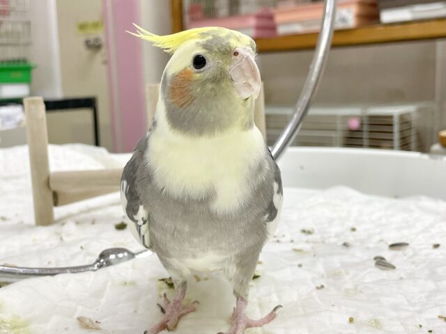 オカメインコ