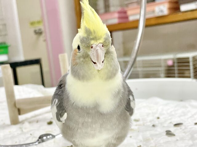 オカメインコ