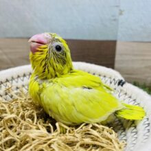 パッと鮮やかアメリカンイエロー✨マメルリハインコの女の子🩷