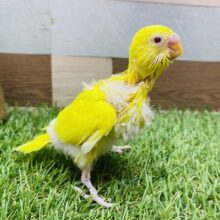最新画像有ります❗️明るさMAXのサンサンイエロー🔆セキセイインコのルチノー‼️
