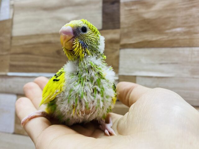 セキセイインコ