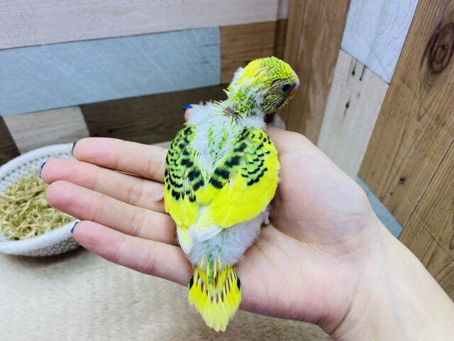 セキセイインコ