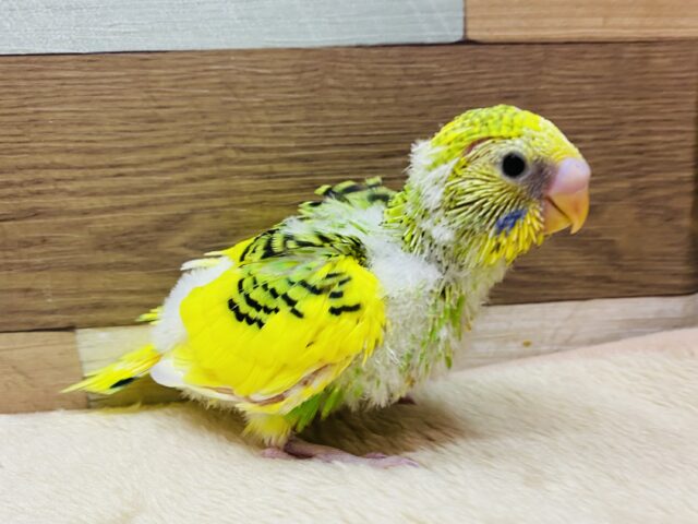 セキセイインコ