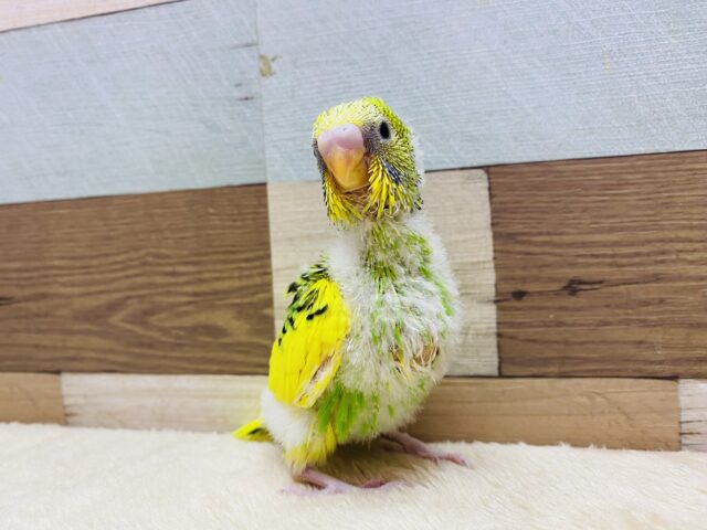 ワタワタ身につけてドヤっと‼️セキセイインコのパイドカラー🌟