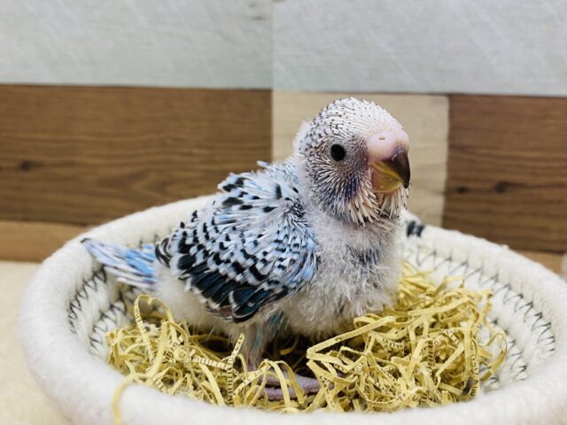 クールな模様が素敵でしょ😎✨定番人気のセキセイインコオパーリン💙