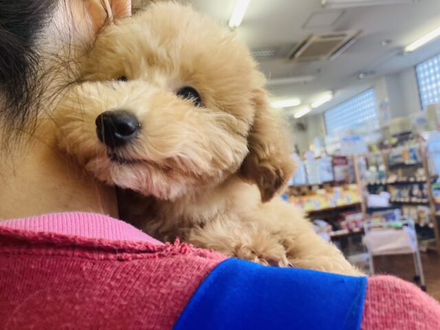 トイプードル