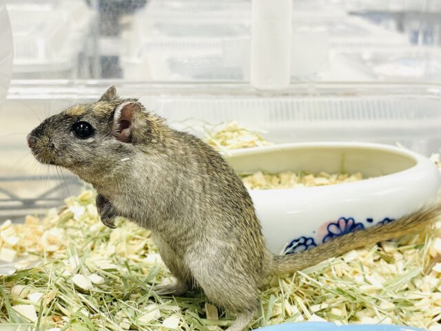 カラージャービル（スナネズミ）