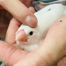 動画更新🆙まっちろなかわいい甘えんぼさん💟イチオシ白文鳥さん🤍´˘`*