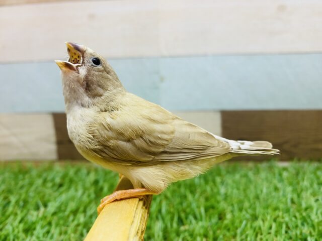 錦花鳥（キンカチョウ）