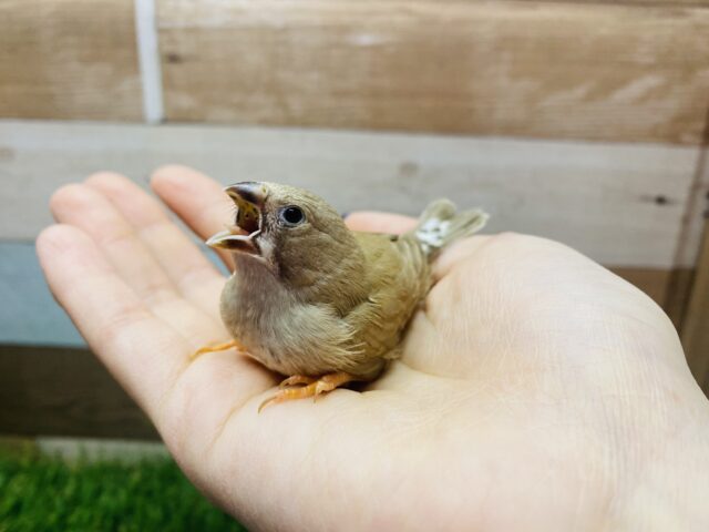 錦花鳥（キンカチョウ）