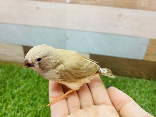 錦花鳥（キンカチョウ）