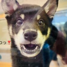 最新画像載ってます♪元気いっぱい柴くん❣️