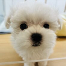 かまってくれなきゃ…ボク、拗ねちゃうよ！マルチーズくん！