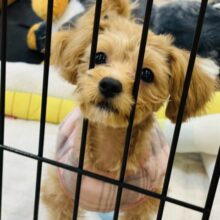 超ホヤホヤ最新画像✨キュルキュルおめめで虜にしちゃうもん♡ミックス犬ちゃん(マルチーズ×トイプードル)