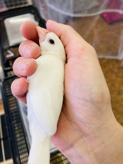 白文鳥