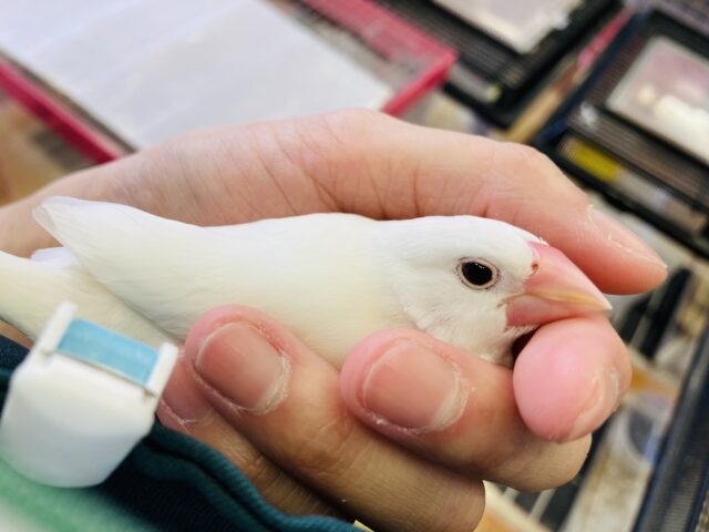 白文鳥