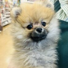 超ホヤホヤ最新画像✨なんじゃこの可愛さは〜！！ポメラニアンちゃん！