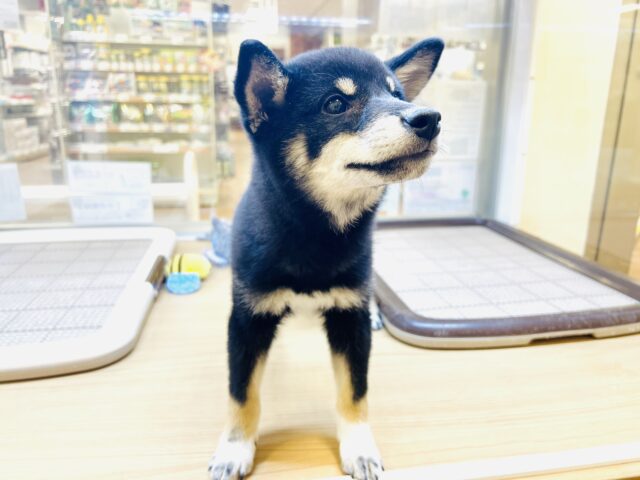 柴犬