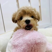僕の可愛さに気づいちゃった？？ミックス犬くん(マルチーズ×トイプードル)