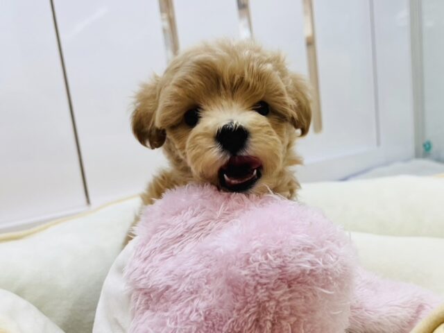 僕の可愛さに気づいちゃった？？ミックス犬くん(マルチーズ×トイプードル)