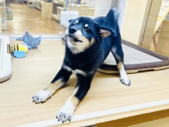 柴犬