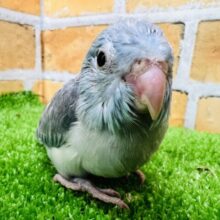 おしとやか？なマメルリハの女の子♡（ブルー）