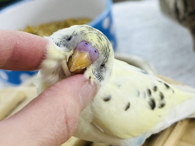 2/14更新！探してる人も多いのでは？？✨セキセイインコのヒナ(4色ハルクイン)入荷しました♥️