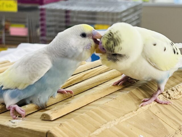 セキセイインコ