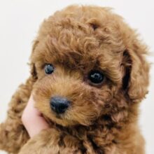 キュルルンな目にちっちゃなお顔❣️ずんぐりむっくりなトイプーくん🥰