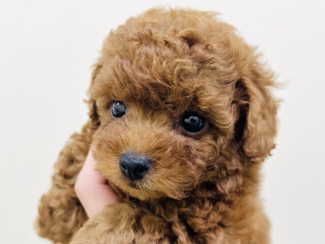 キュルルンな目にちっちゃなお顔❣️ずんぐりむっくりなトイプーくん🥰