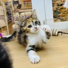 あたちって罪深いのっ♬.*ﾟマンチカンちゃん！