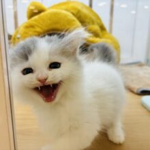 とろけちゃ〜〜〜う♡サイベリアンくん！