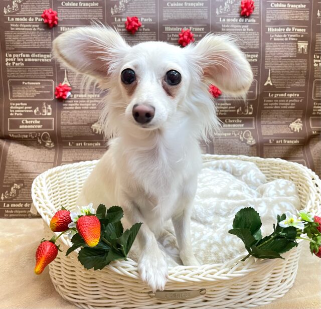 💖甘えん坊ちゃん💖MIX犬(チワワ✖️カニンヘンダックス)❤️女の子❤️2024年5月11日生まれ