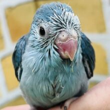 美しいブルーサファイア♡マメルリハ（ブルー）の女の子♡