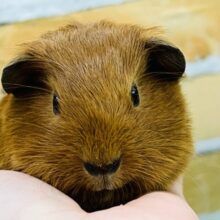 カヌレみたいな垂れ耳モルモット♡ロシアンモルモット入舎です☆