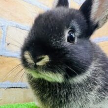 真っ黒くろすけ♡ネザーランドドワーフラビット（ブラックオター）の男の子☆