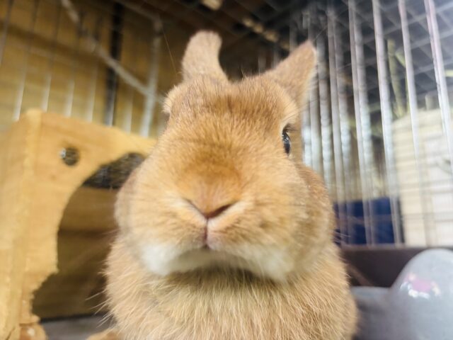 ネザーランドドワーフ