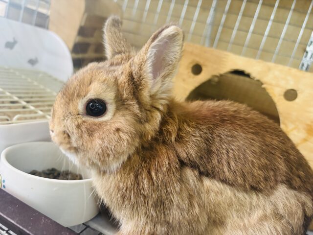 ネザーランドドワーフ