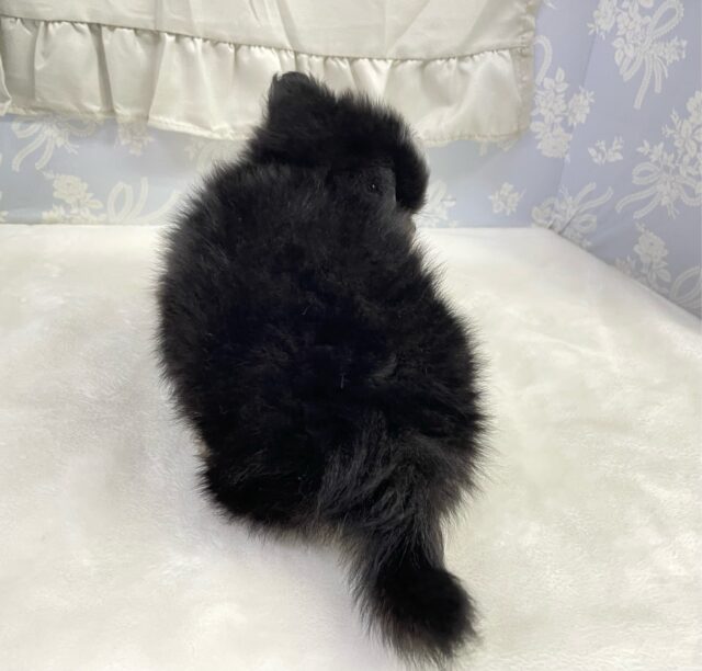 ポメチー（ポメチワ）