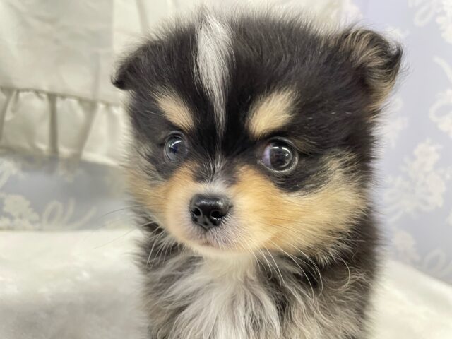 ポメチー（ポメチワ）