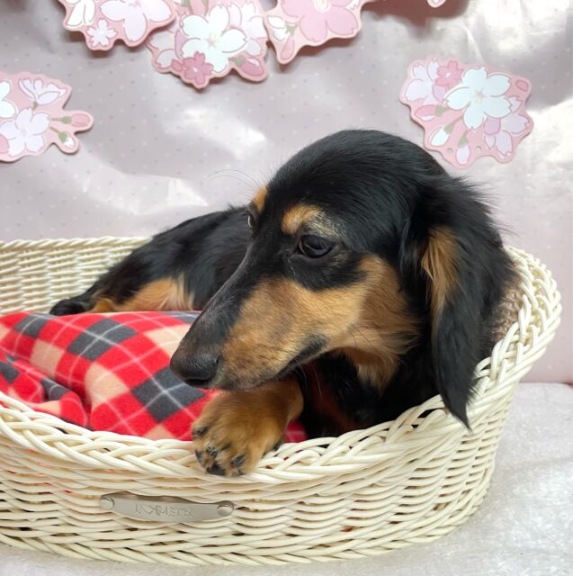 カニンヘンダックス