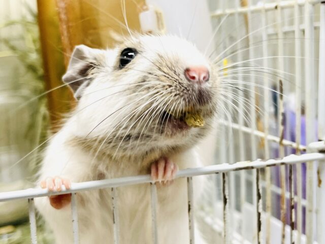 デグー