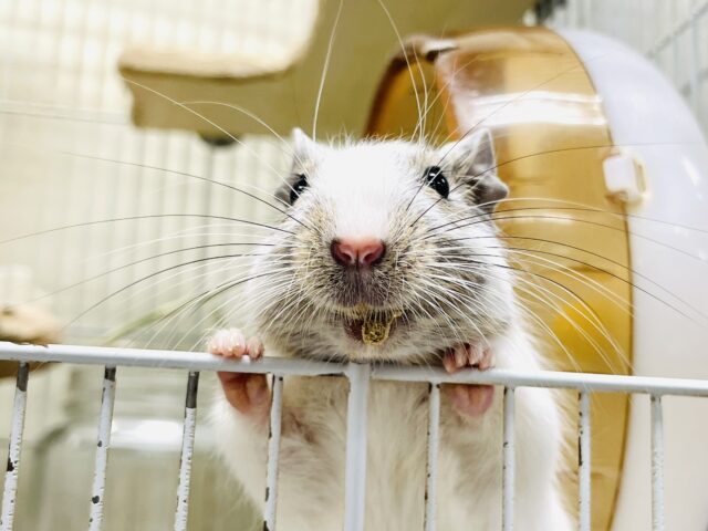 デグー