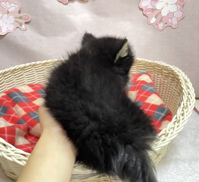 ポメチー（ポメチワ）