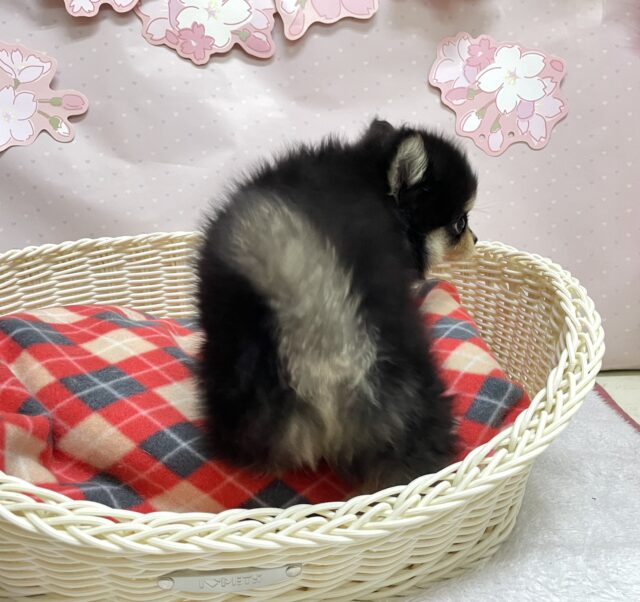ポメチー（ポメチワ）