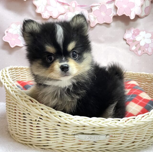 💞最新画像💞可愛こぶるぞぉ💭MIX犬(ポメラニアン✖️チワワ)💙男の子💙2024年12月26日生まれ