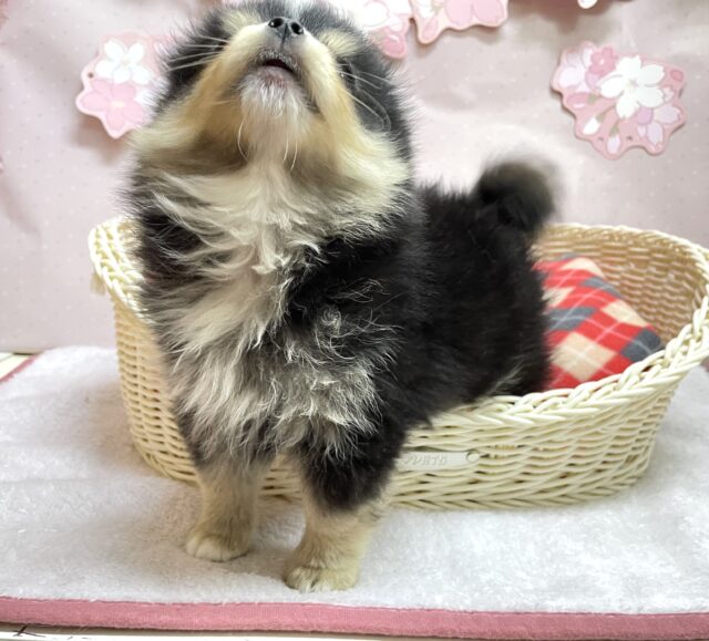 ポメチー（ポメチワ）