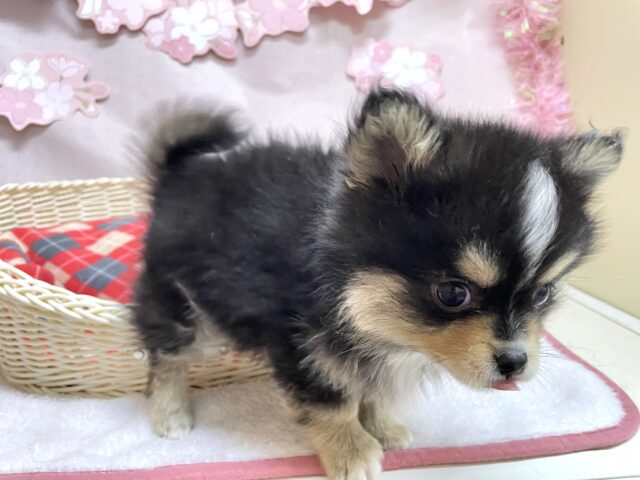 ポメチー（ポメチワ）